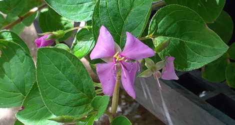 Heterocentron unidentified