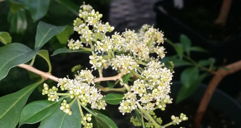 Heteropyxis natalensis