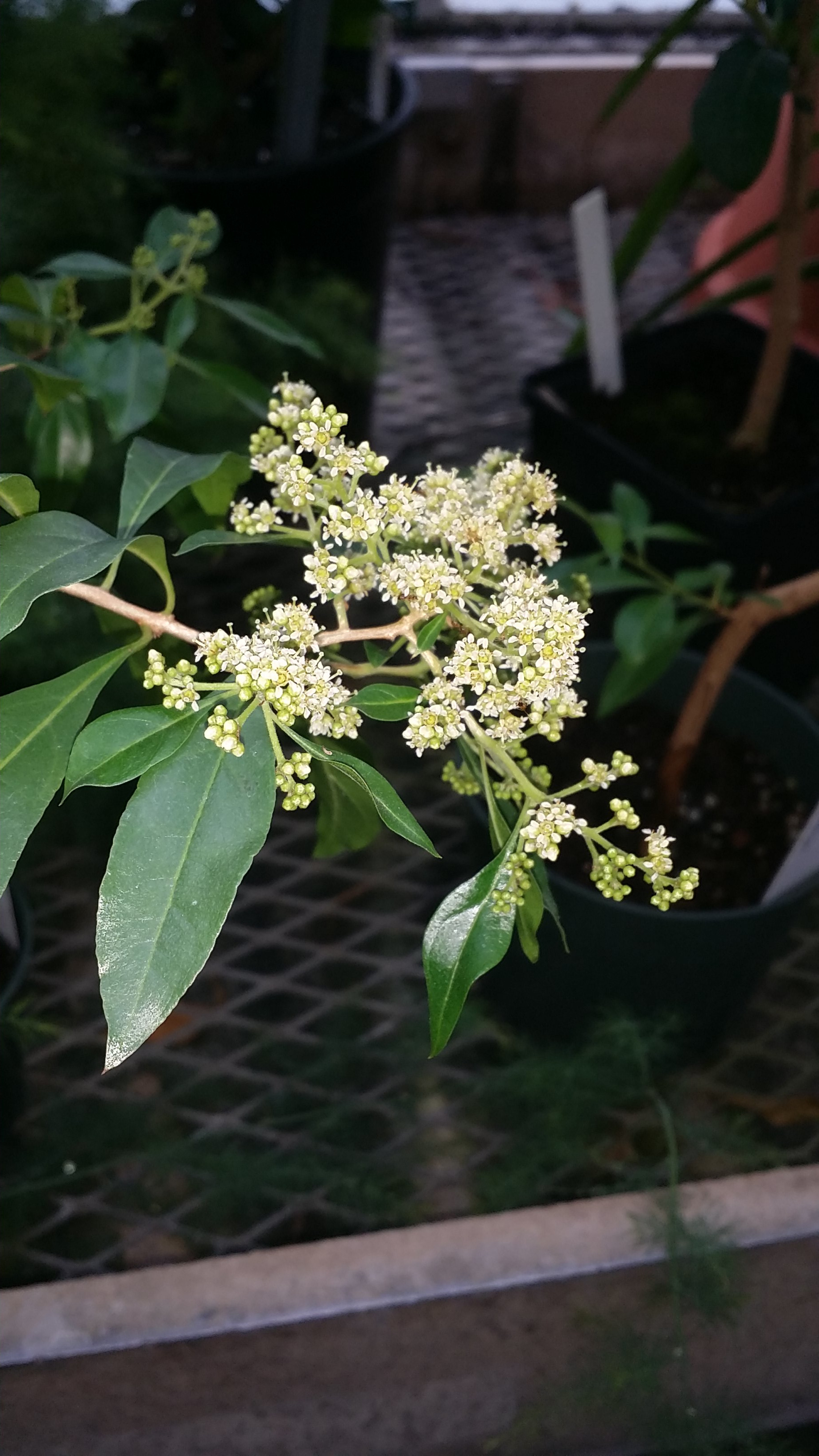 Heteropyxis natalensis