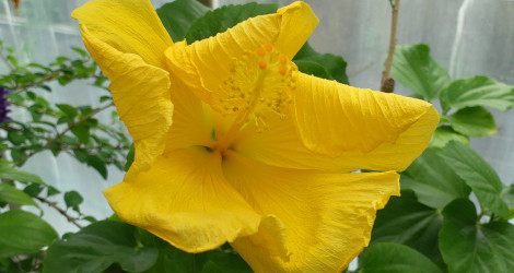 Hibiscus rosa-sinensis cv. (yellow)