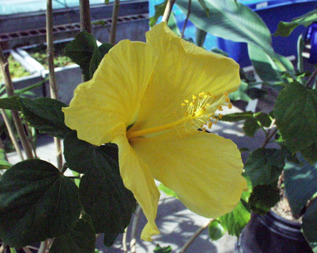 Hibiscus rosa-sinensis cv. (yellow)