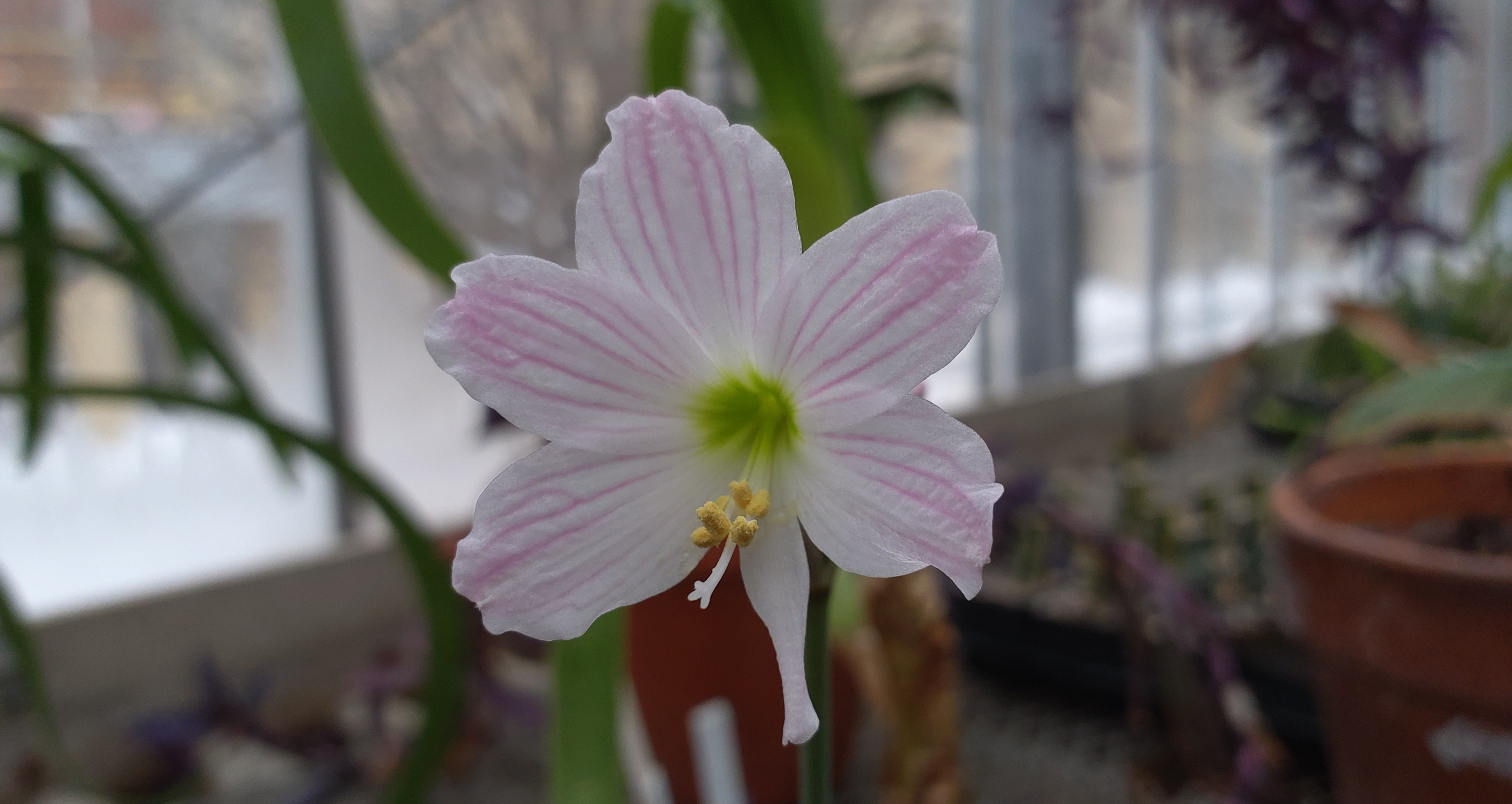 Hippeastrum idimae