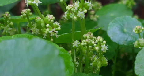 Hydrocotyle verticillata