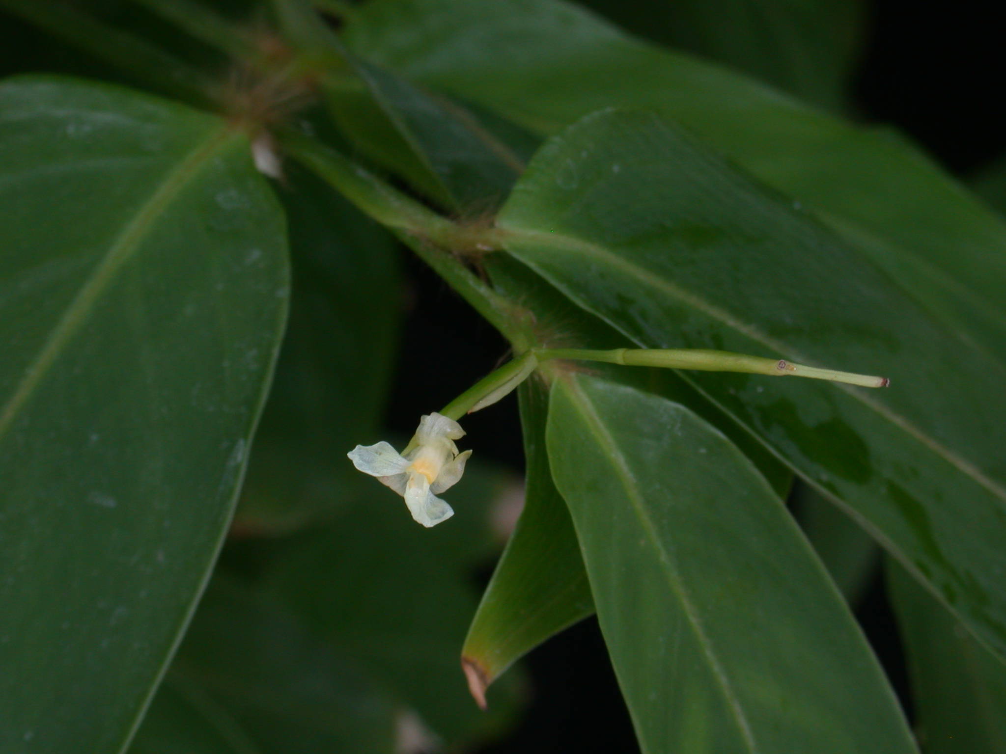 Hypselodelphys hirsuta