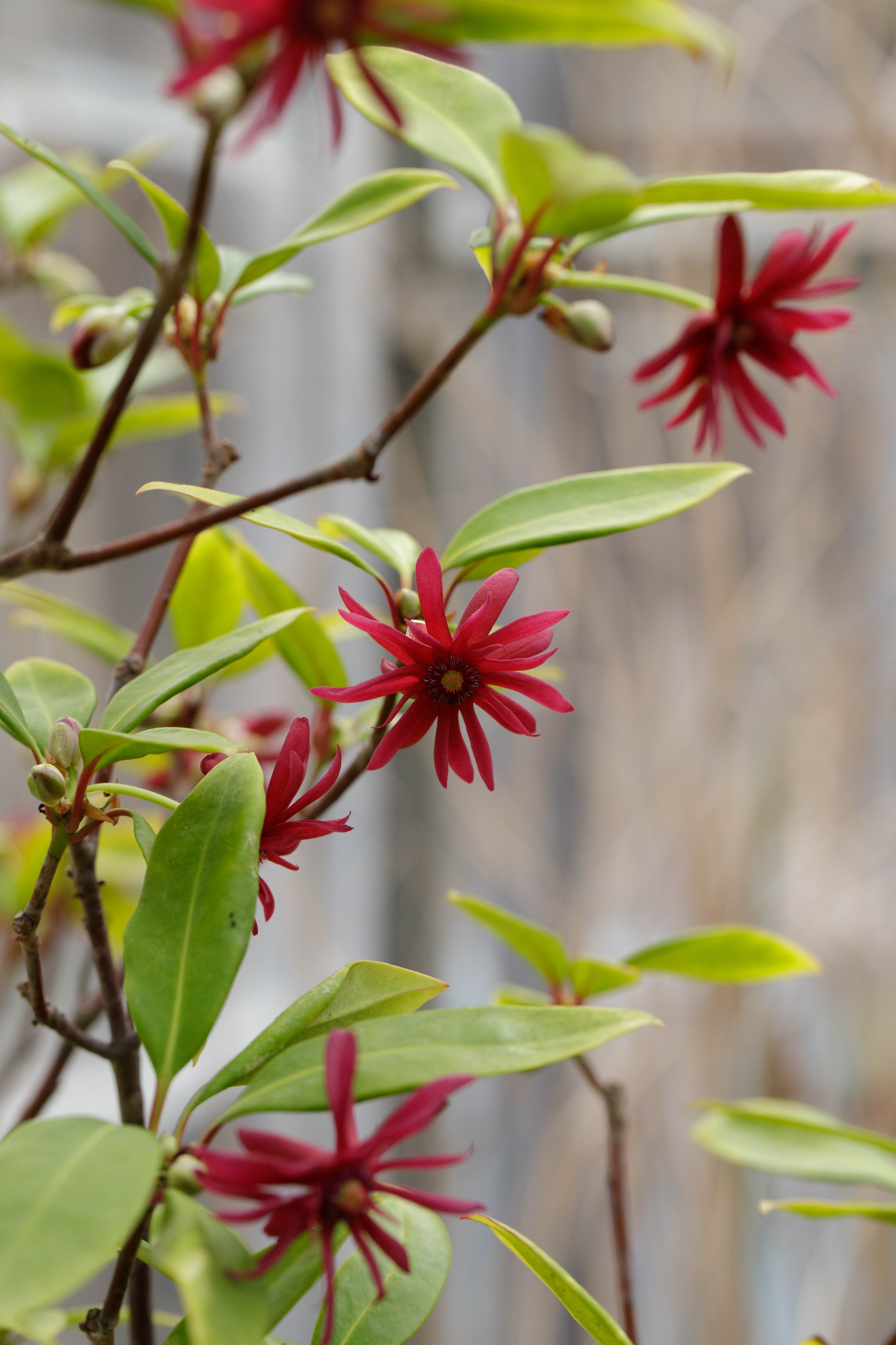 Illicium floridanum