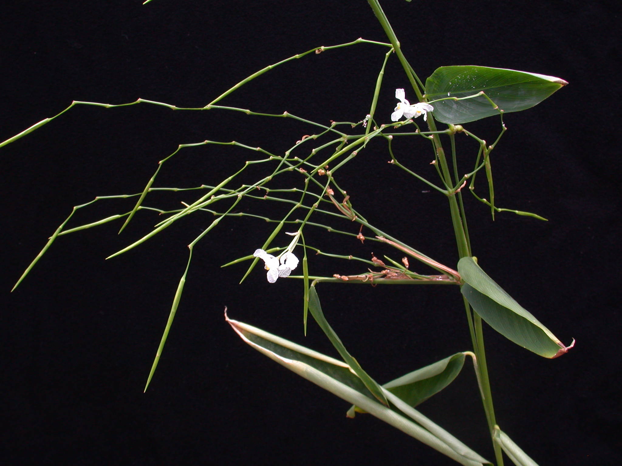 Indianthus virgatus