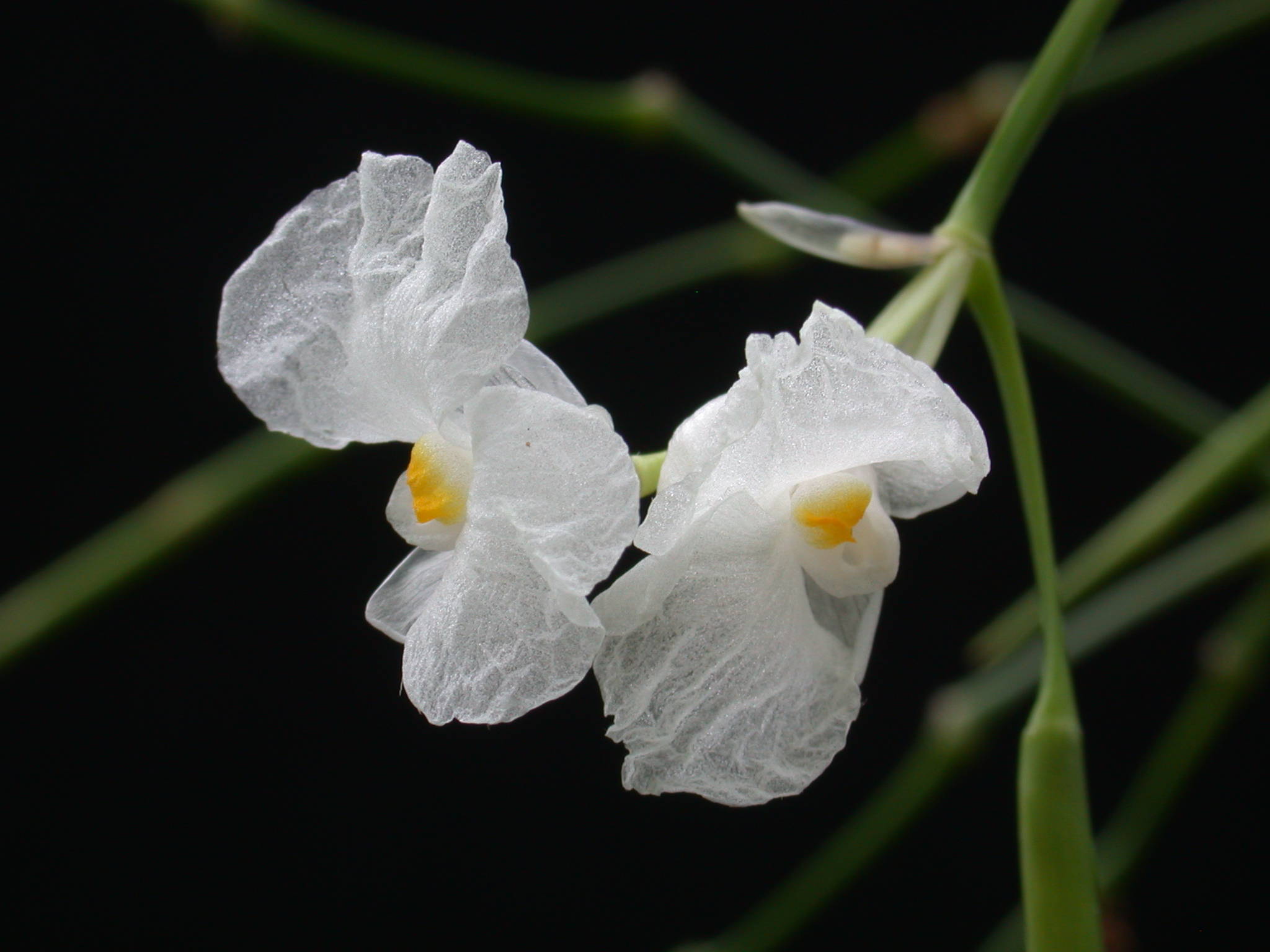Indianthus virgatus