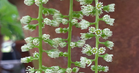 Itea ilicifolia