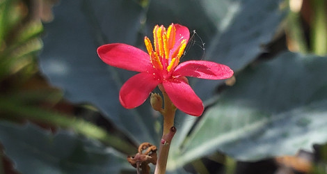 Jatropha cathartica