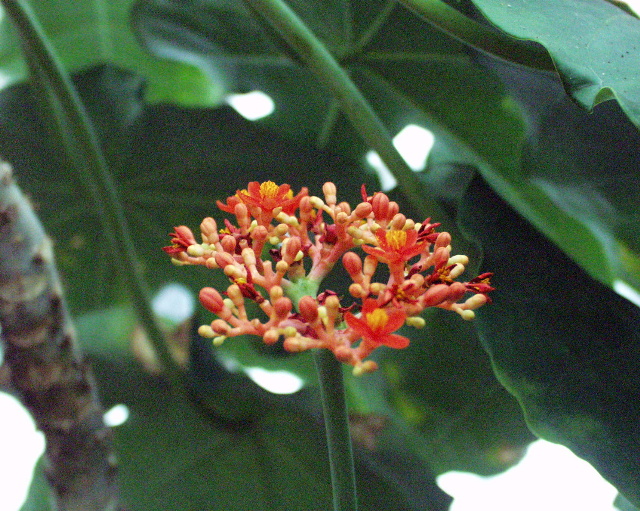 Jatropha podagrica