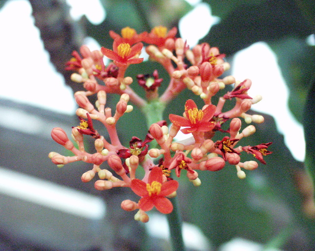 Jatropha podagrica