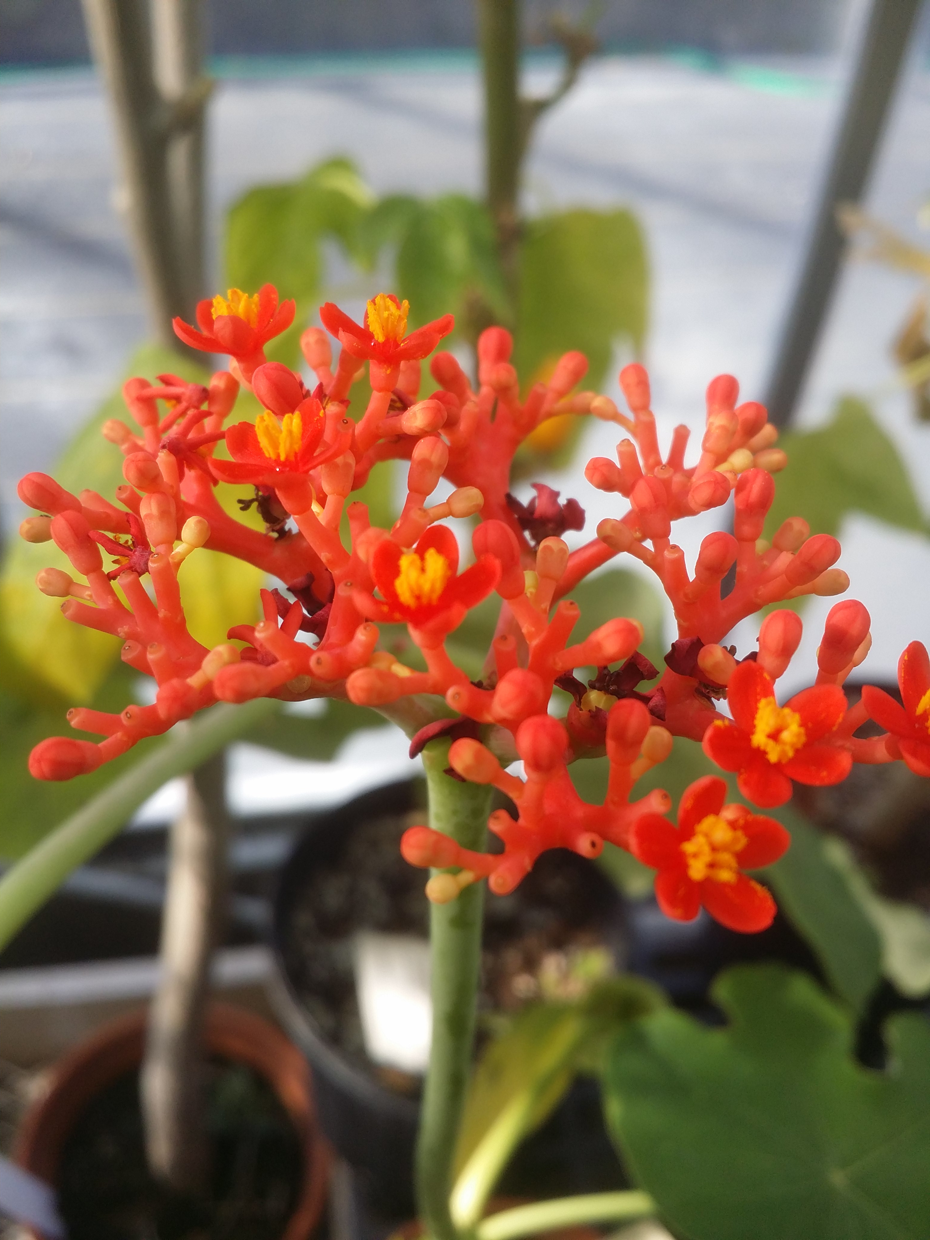 Jatropha podagrica