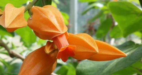 Juanulloa aurantiaca