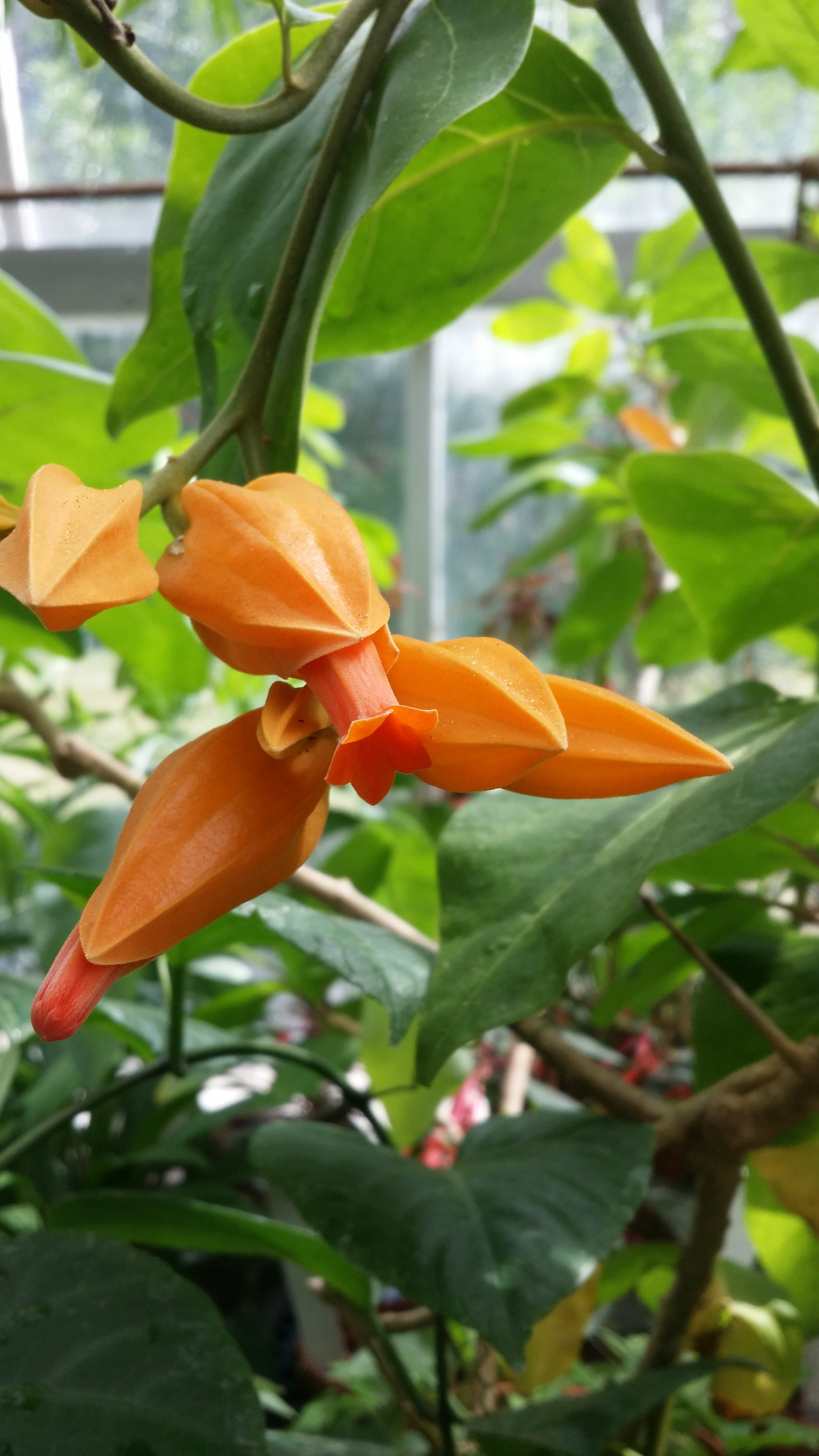 Juanulloa aurantiaca