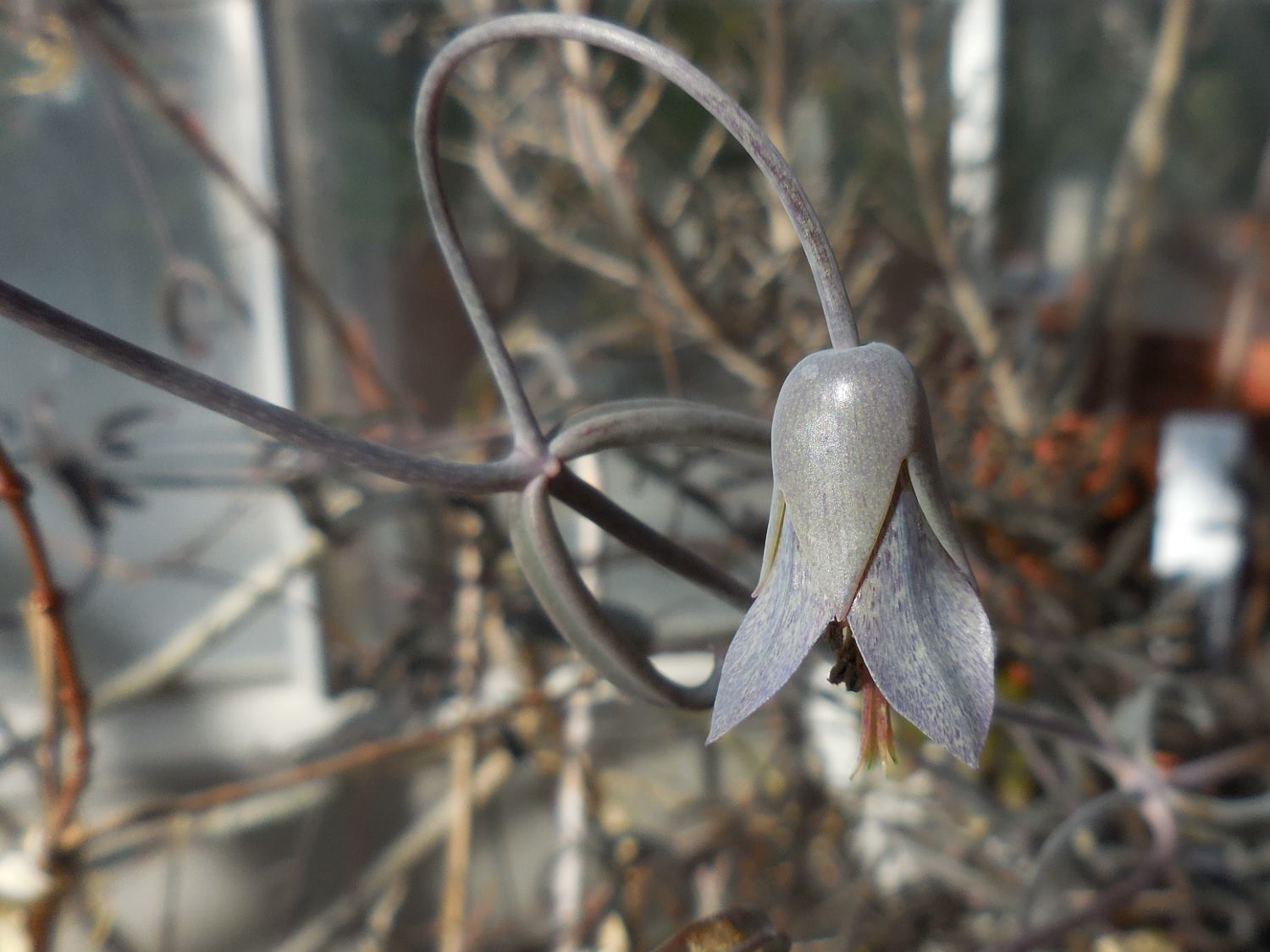 Kalanchoe beauverdii
