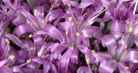 Lachenalia ensifolia