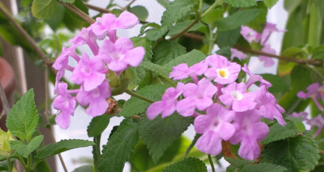 Lantana montevidensis