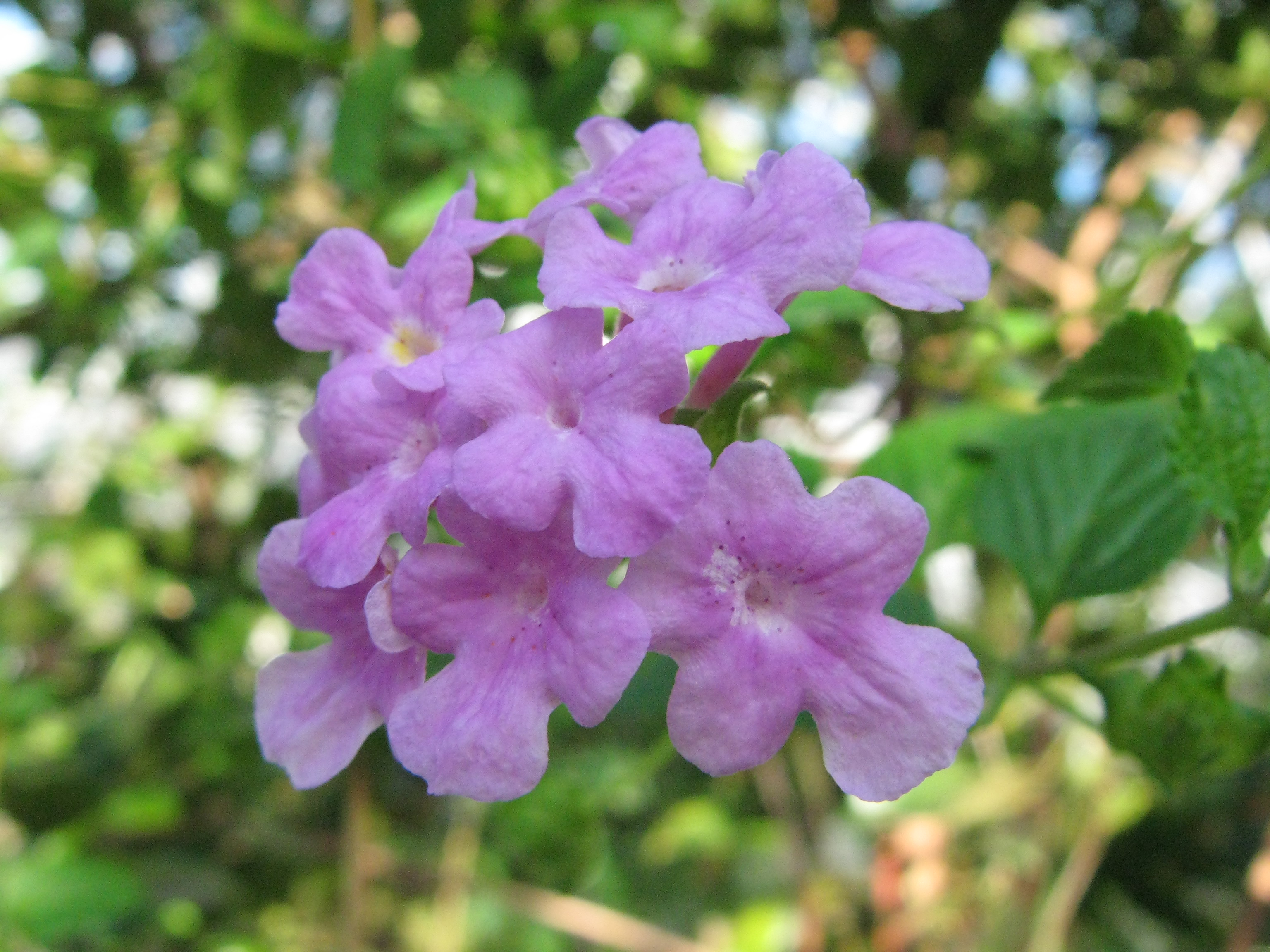 Lantana montevidensis