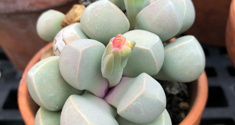 Lapidaria margaretae