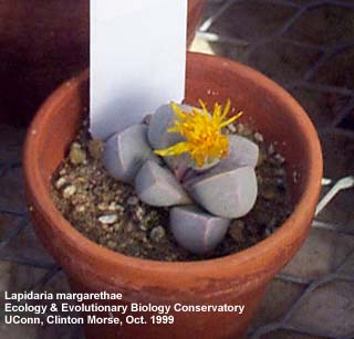 Lapidaria margaretae