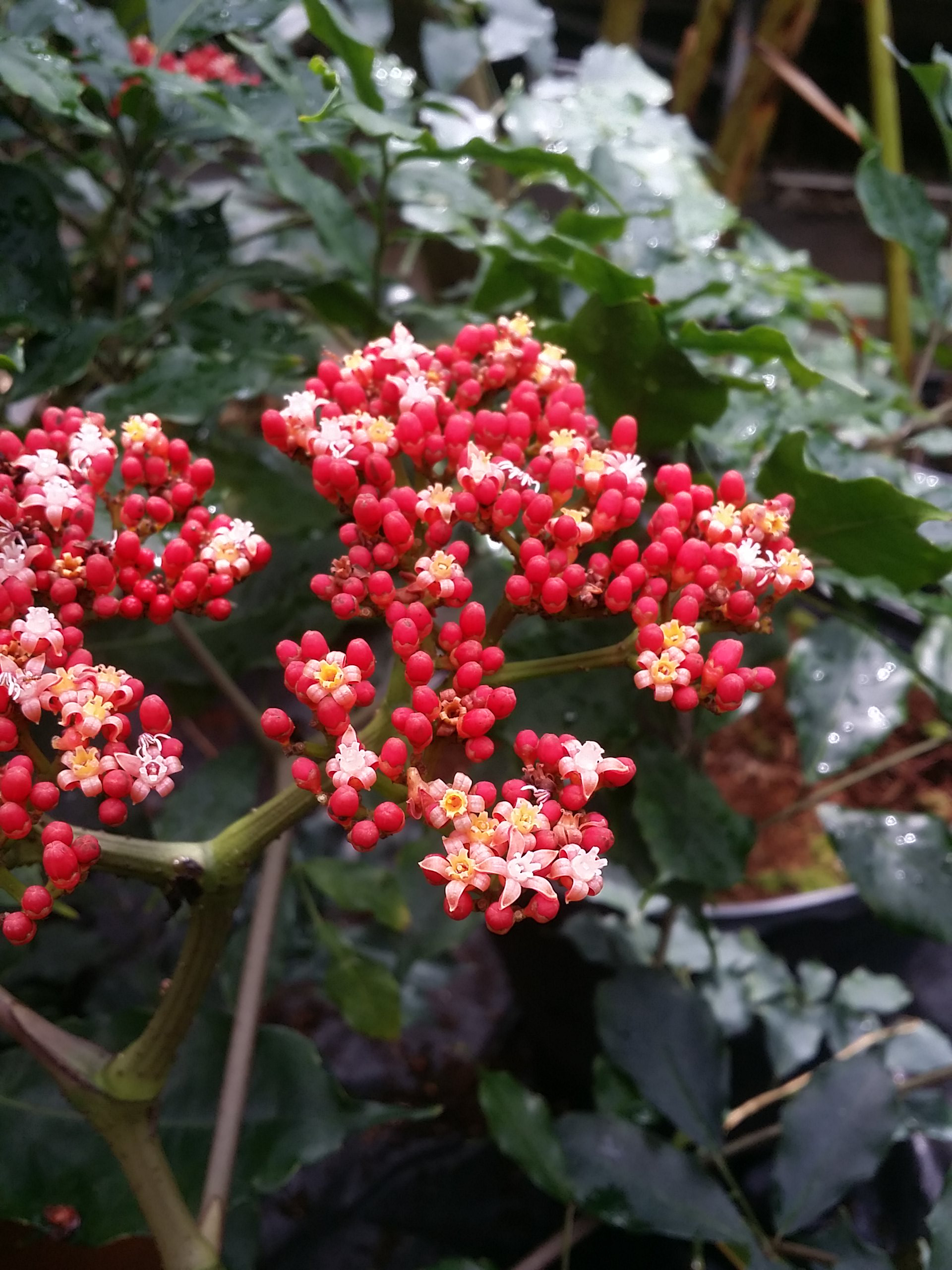 Leea guineensis