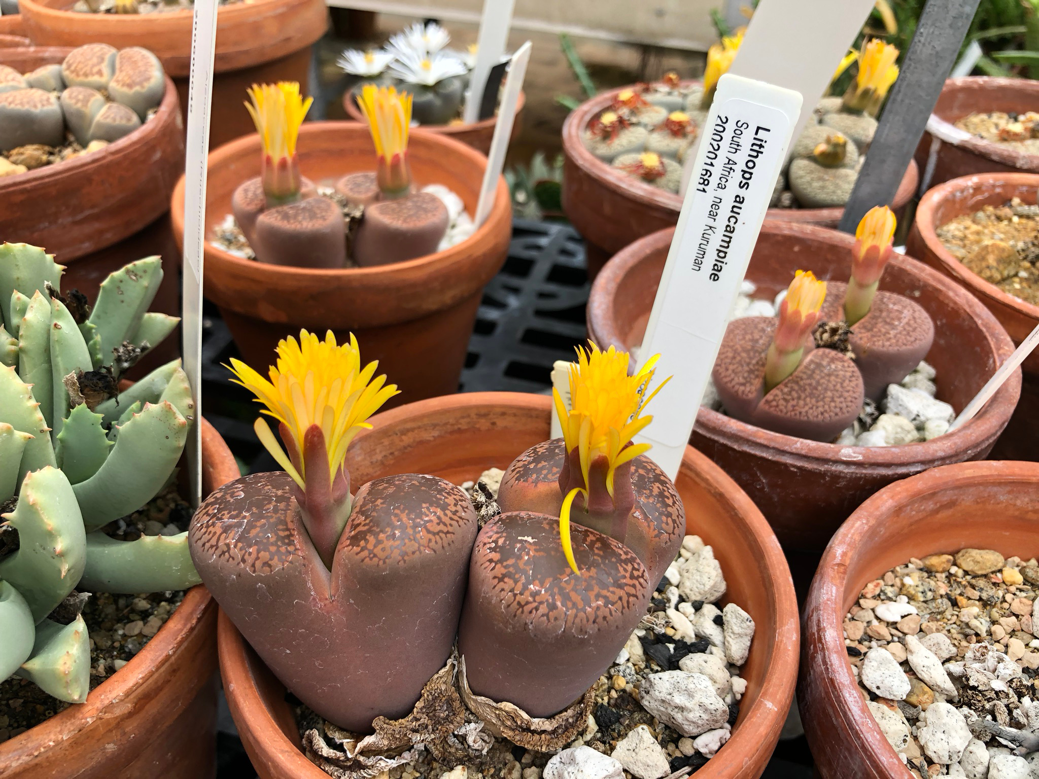 Lithops aucampiae