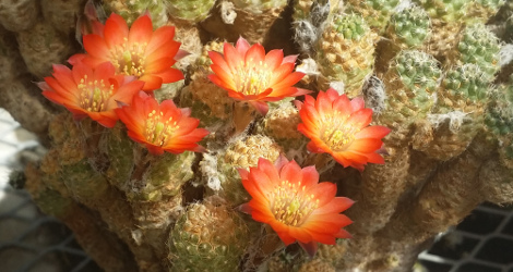 Lobivia pygmaea