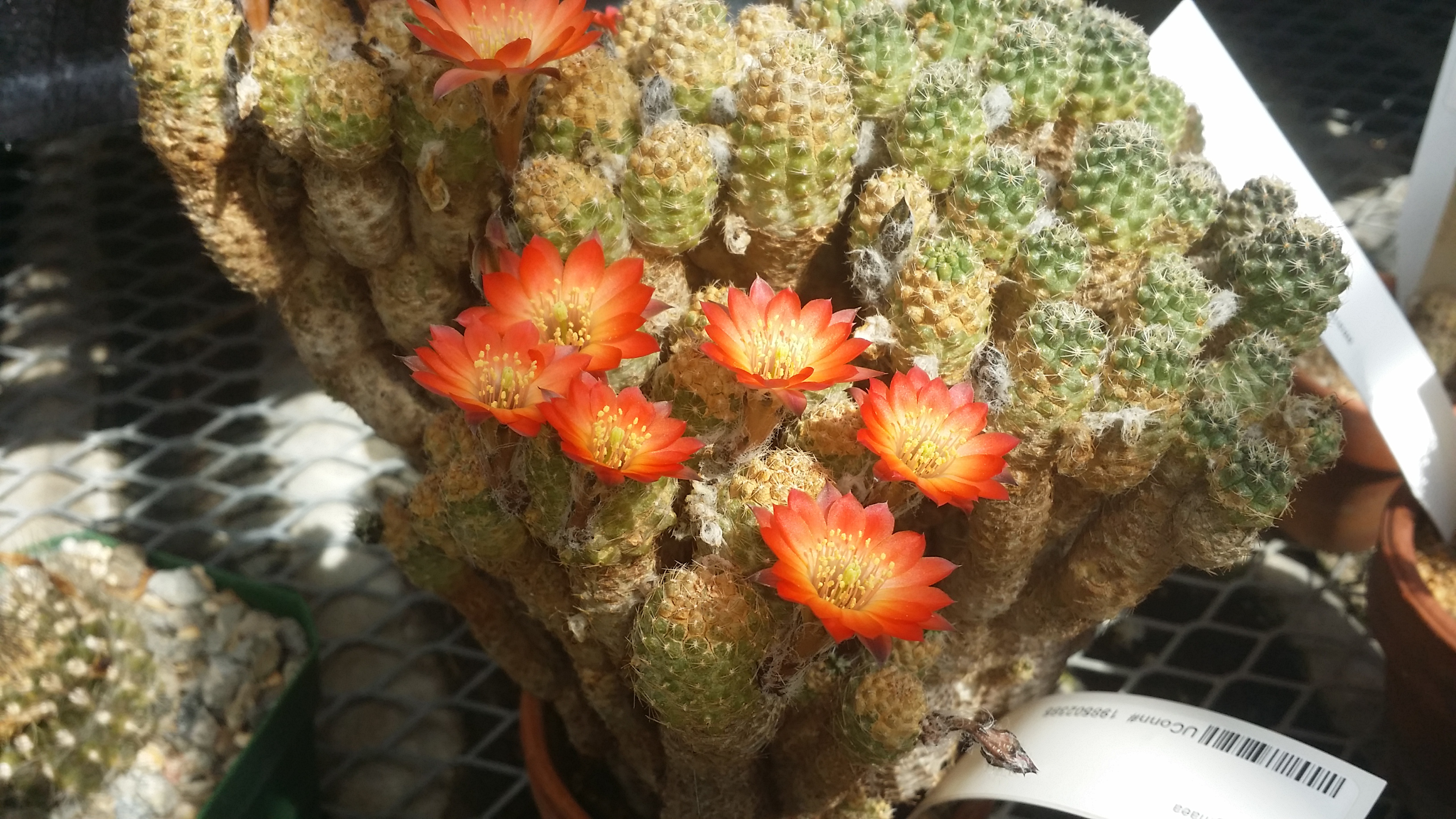Lobivia pygmaea