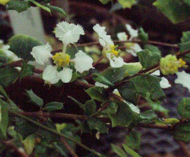 Malpighia coccigera
