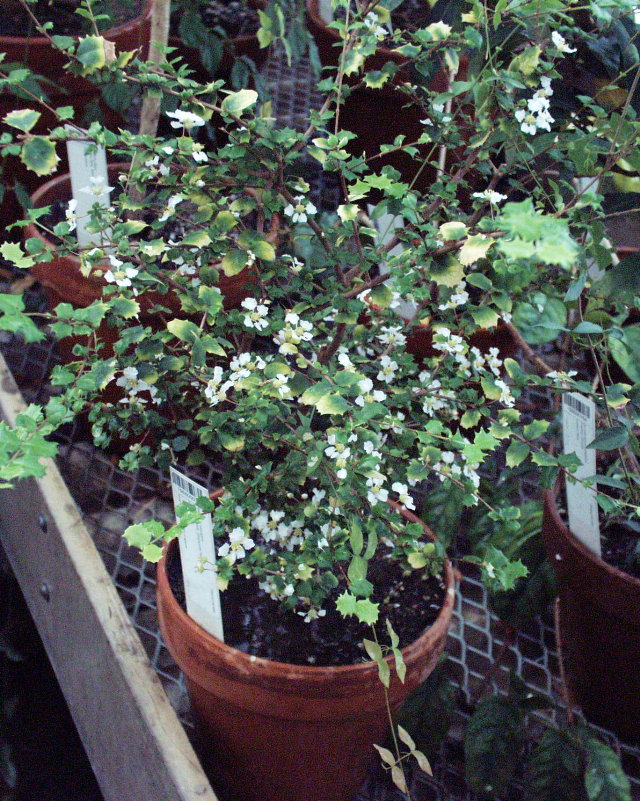 Malpighia coccigera