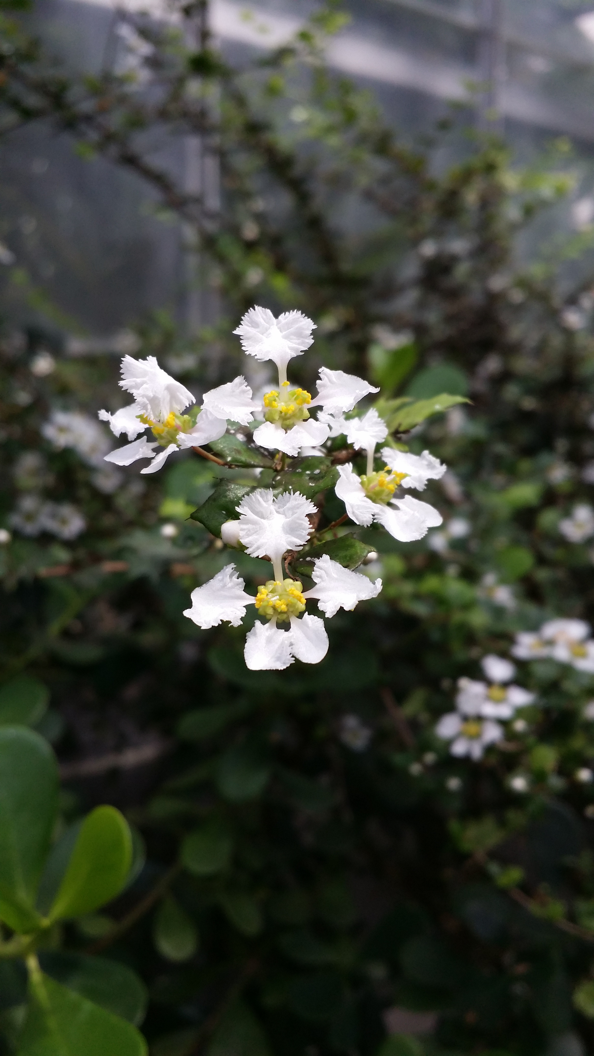 Malpighia coccigera