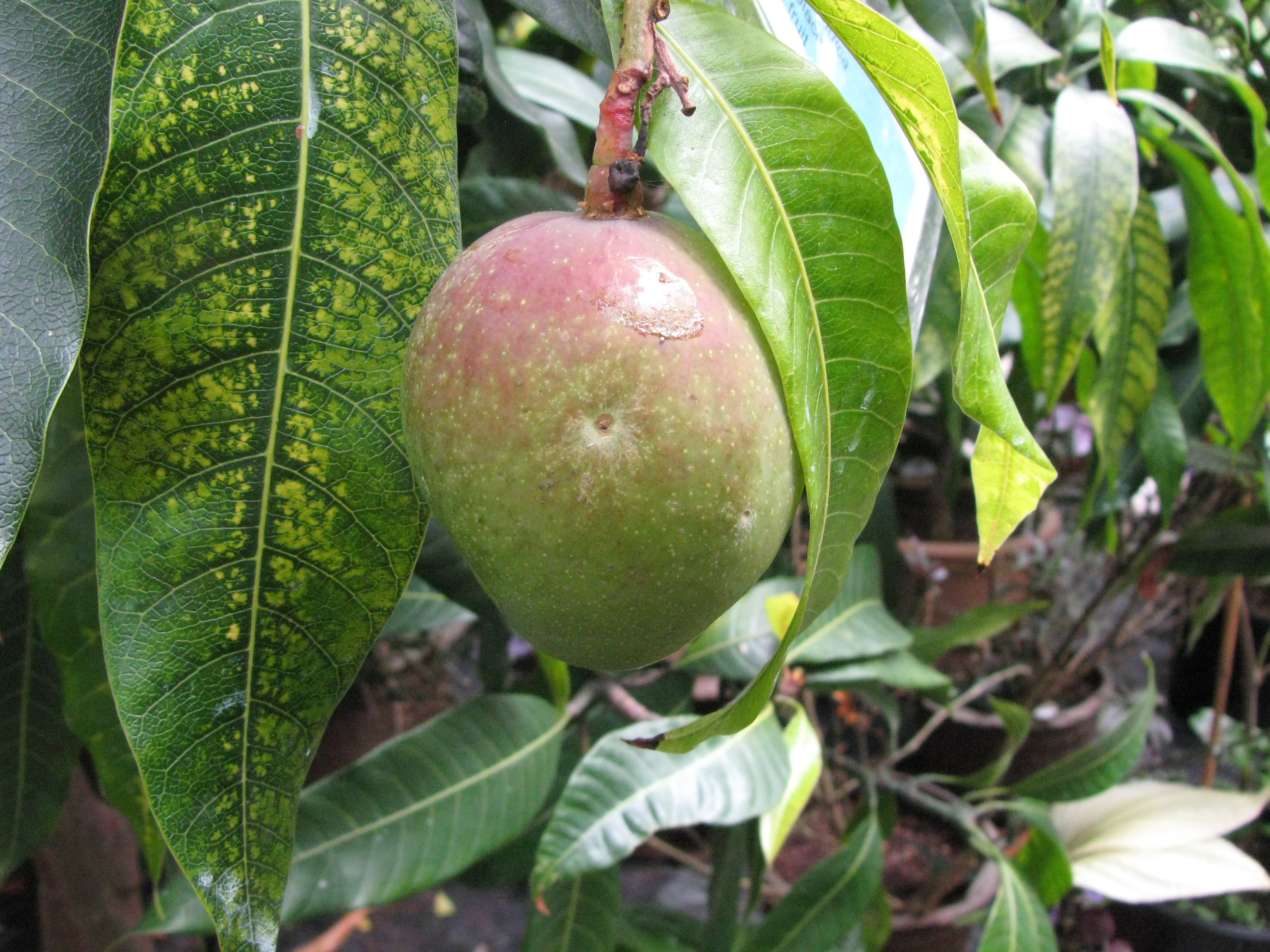 Mangifera indica