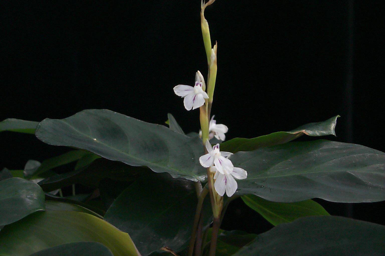 Maranta cristata