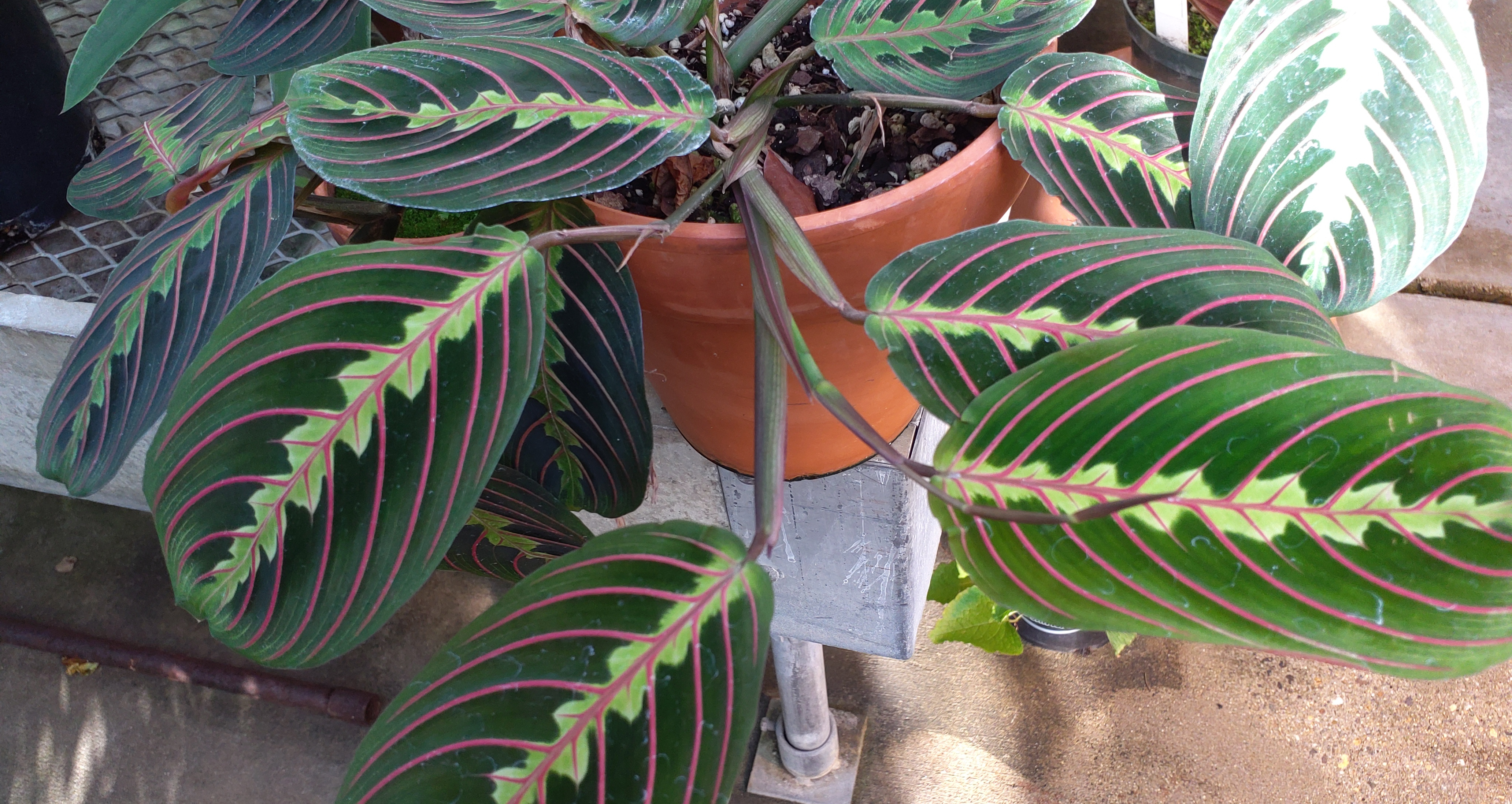 Maranta leuconeura
