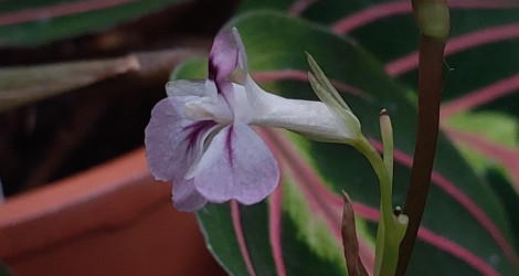 Maranta leuconeura