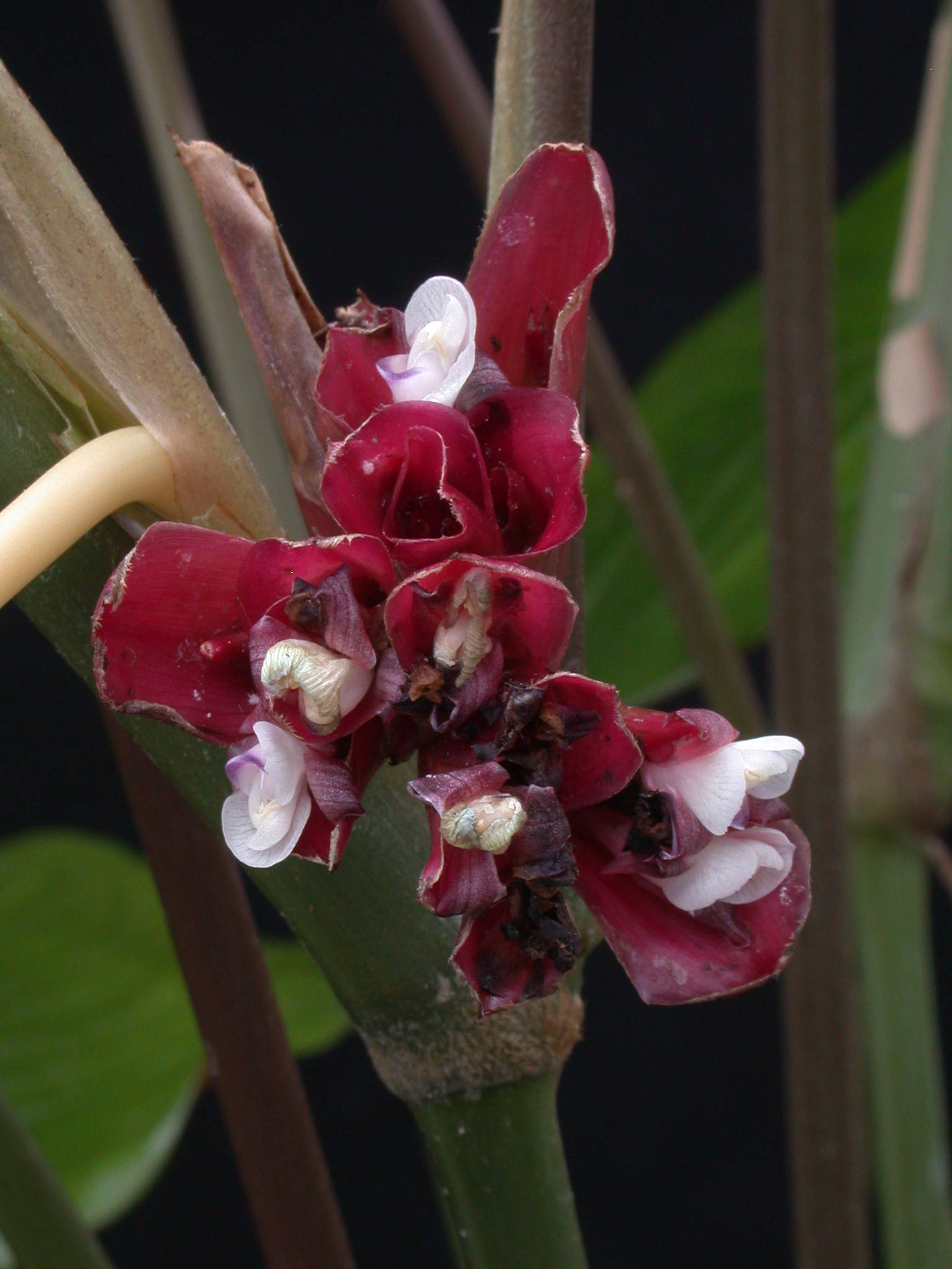 Marantochloa conferta