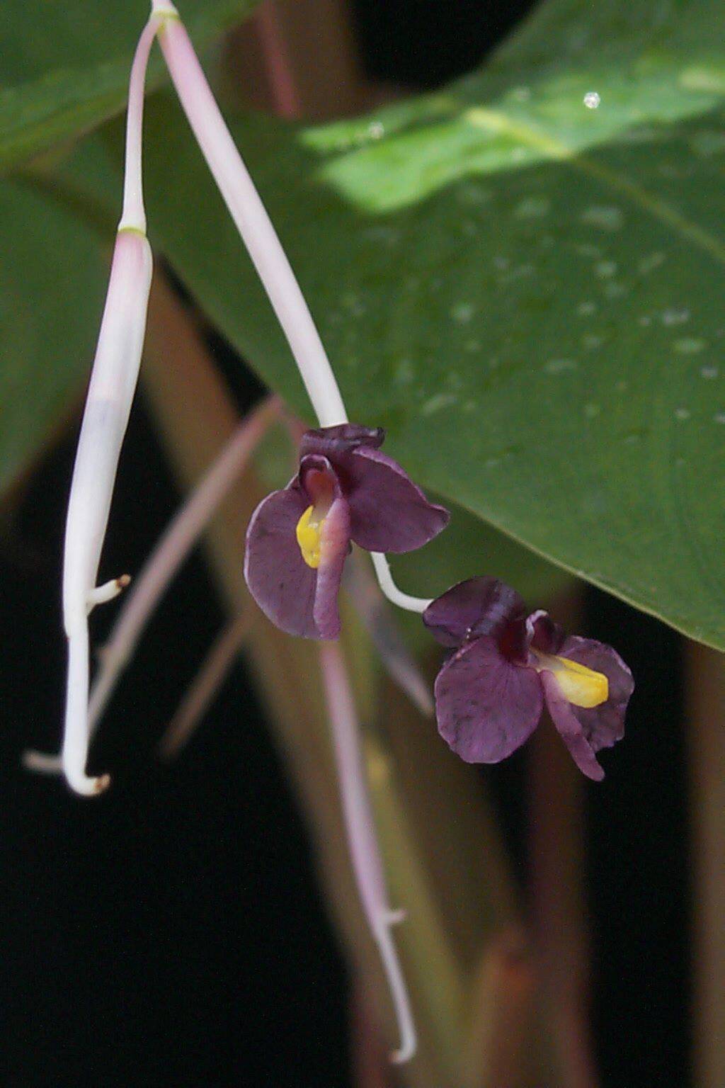 Marantochloa purpurea
