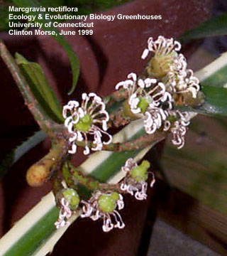 Marcgravia rectiflora