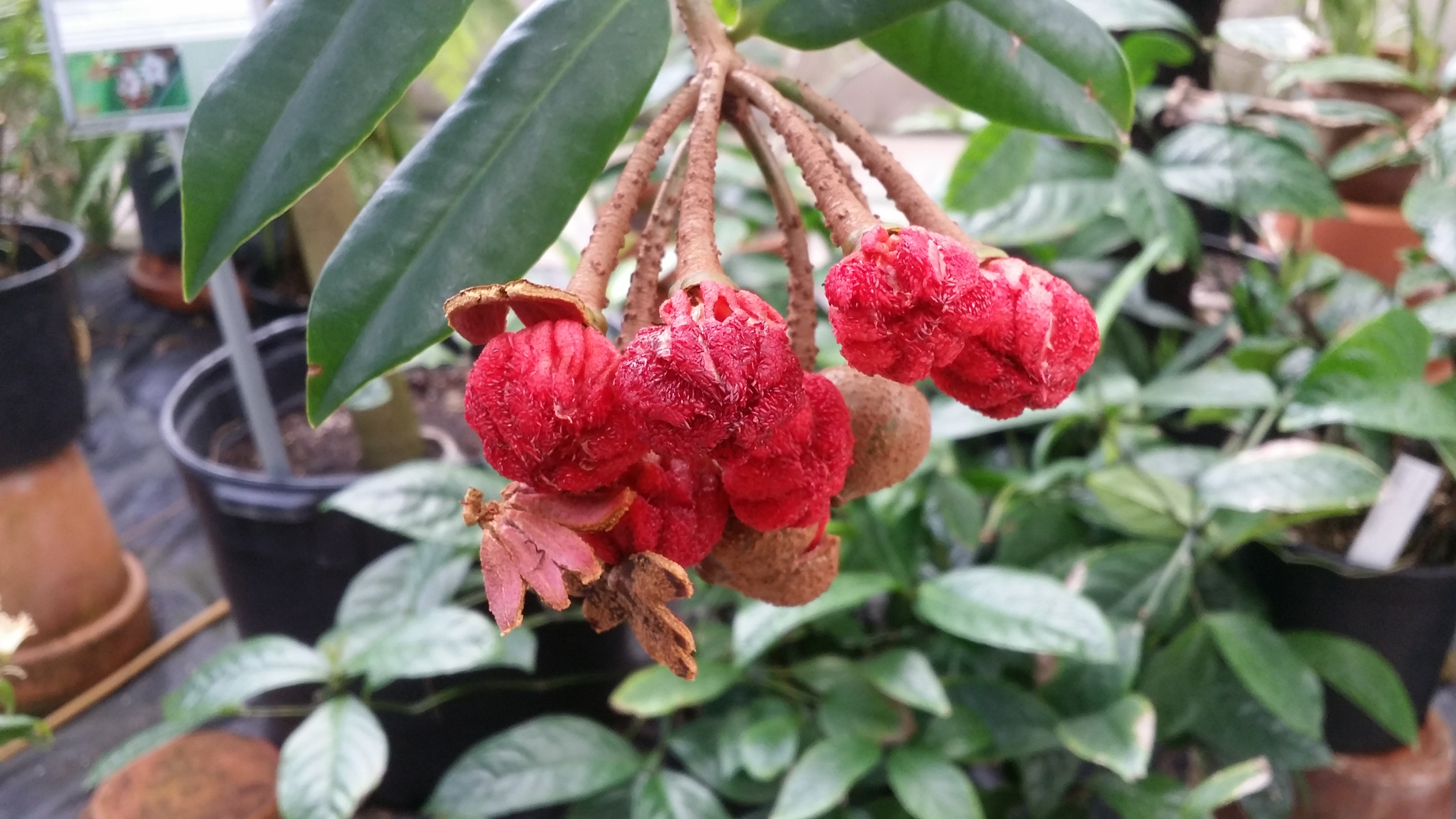 Marcgravia rectiflora