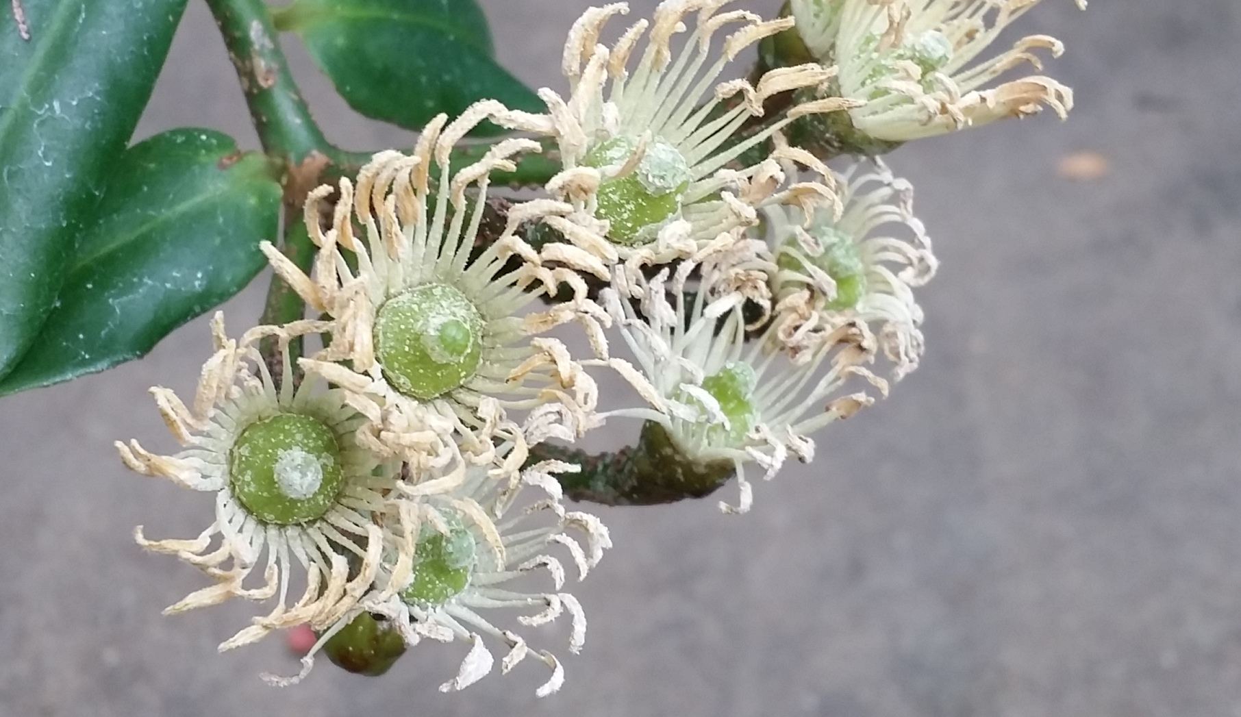 Marcgravia rectiflora