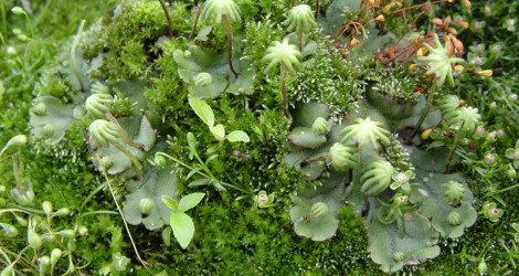 Marchantia polymorpha
