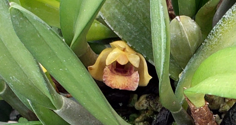 Maxillaria parahybunensis