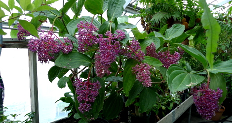 Medinilla cummingii