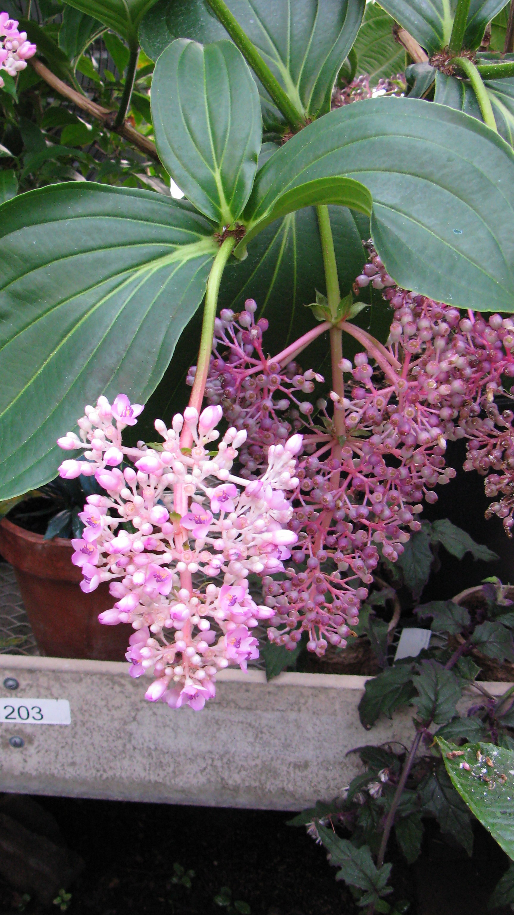 Medinilla cummingii