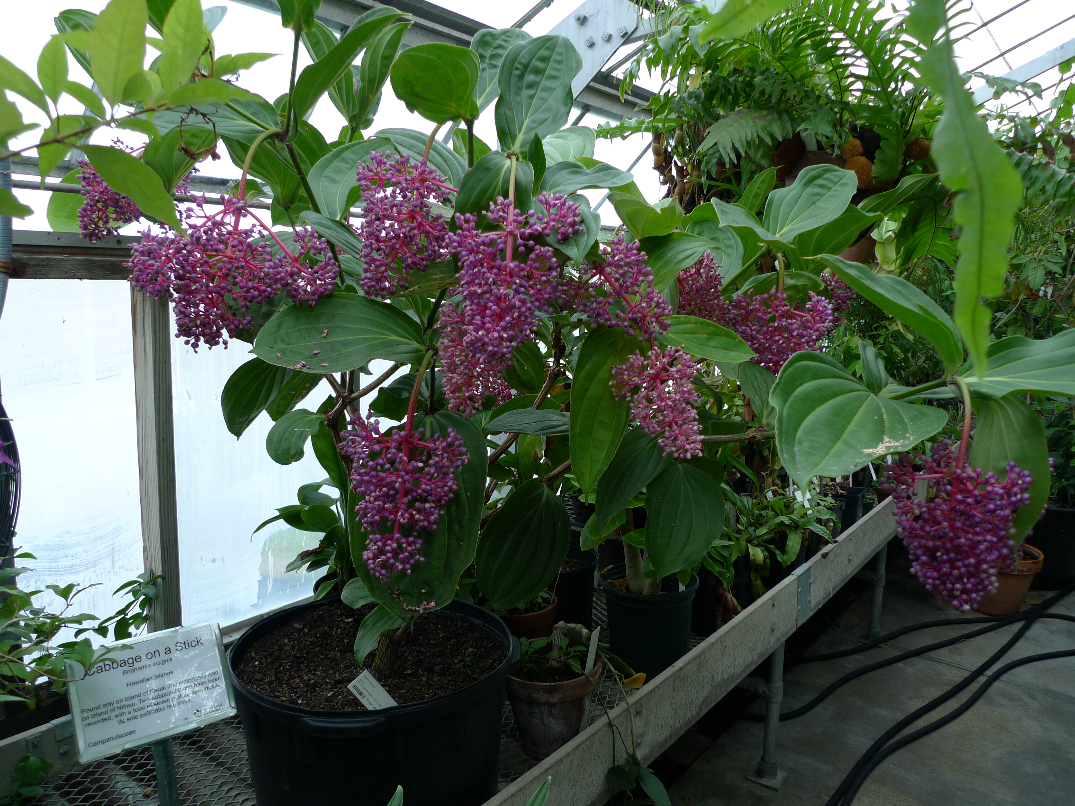 Medinilla cummingii