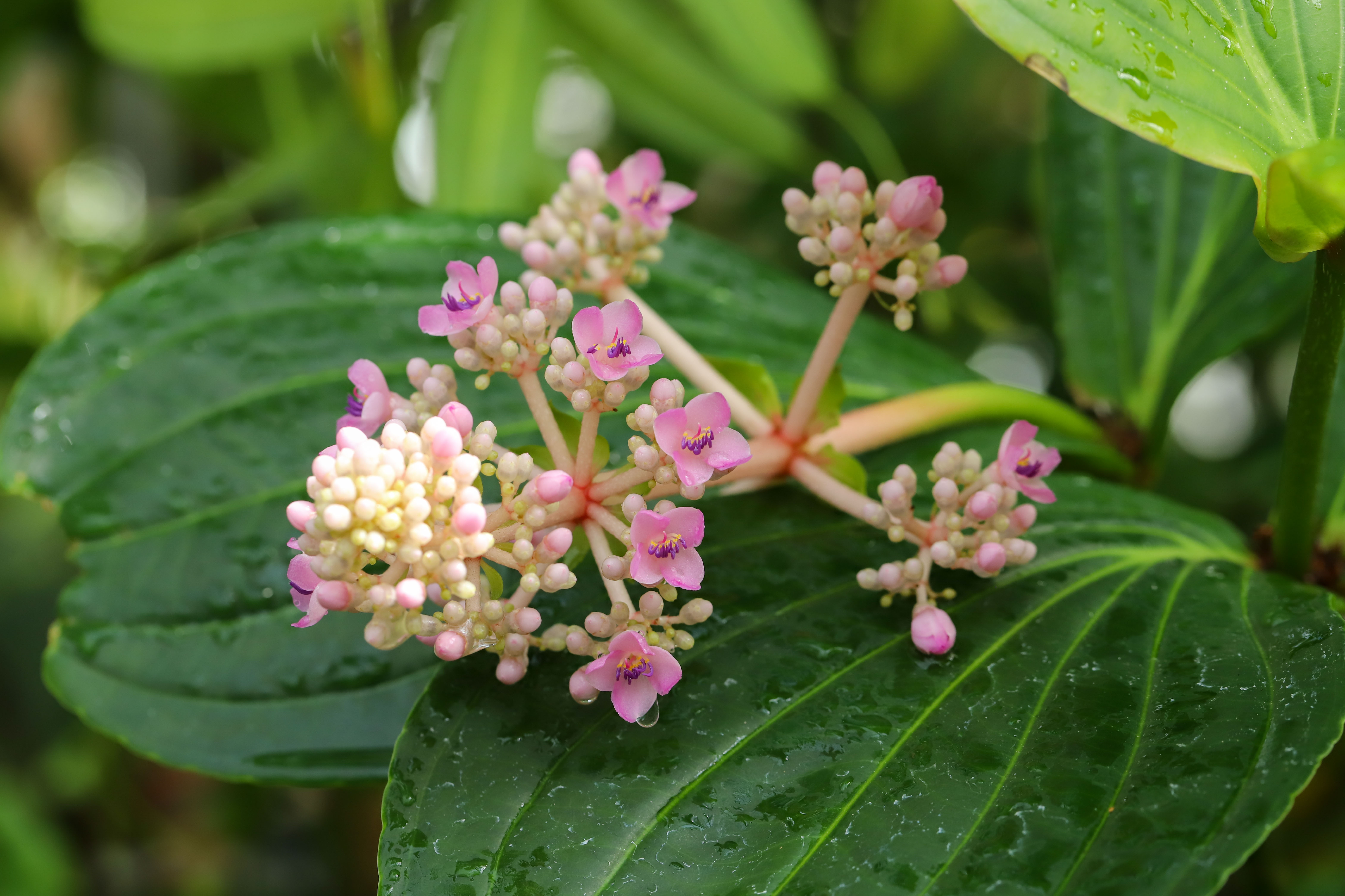 Medinilla cummingii