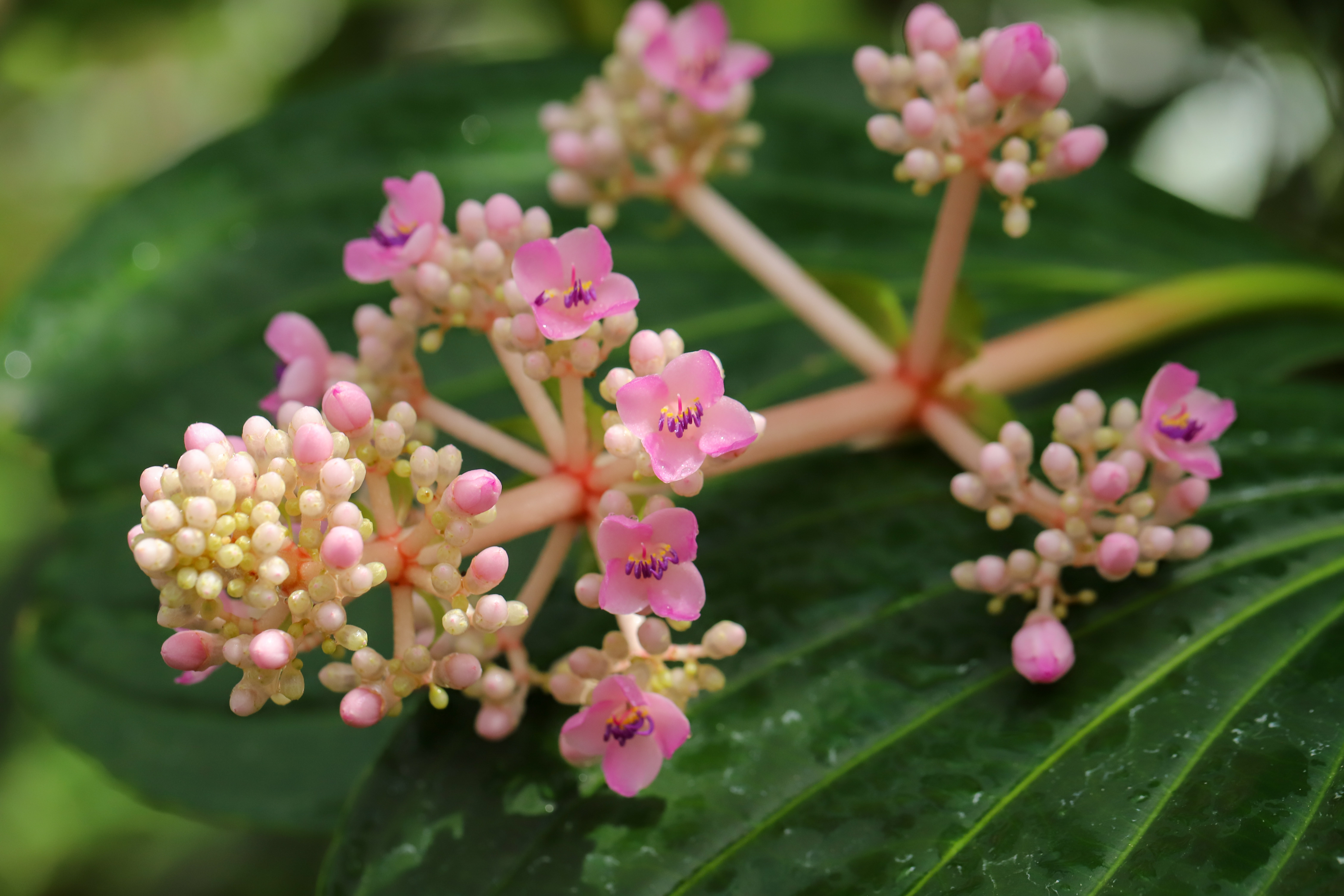 Medinilla cummingii