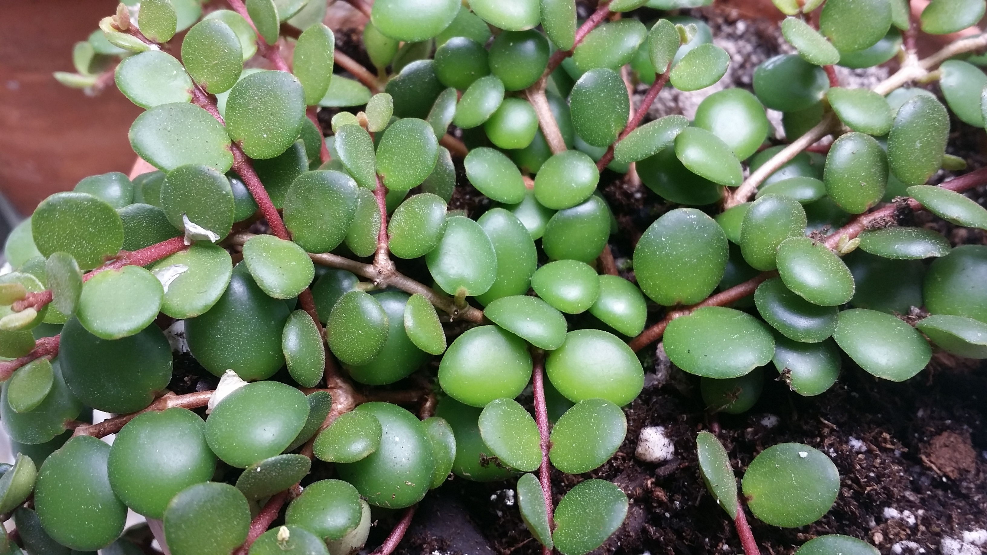Medinilla sedifolia