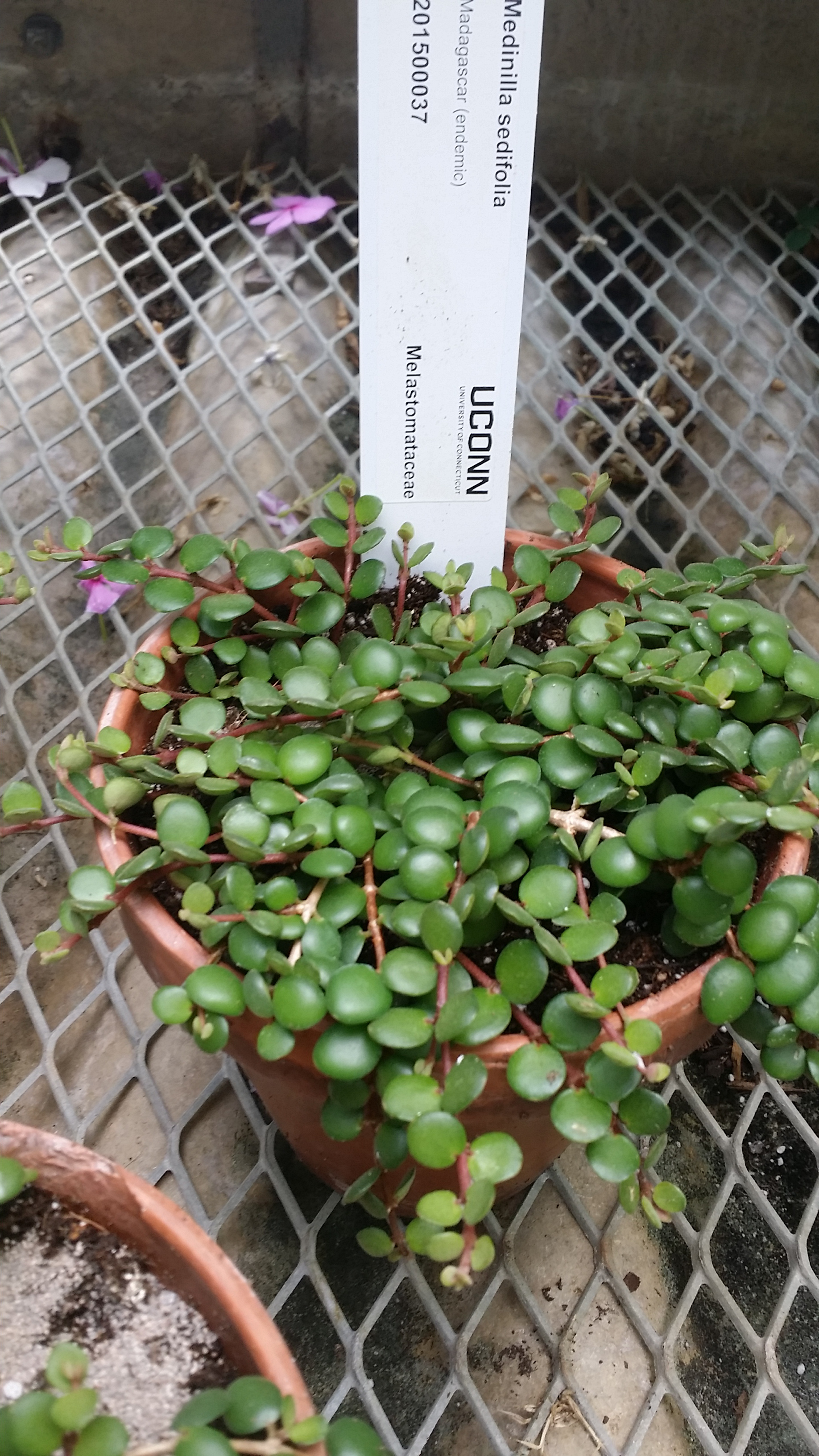 Medinilla sedifolia
