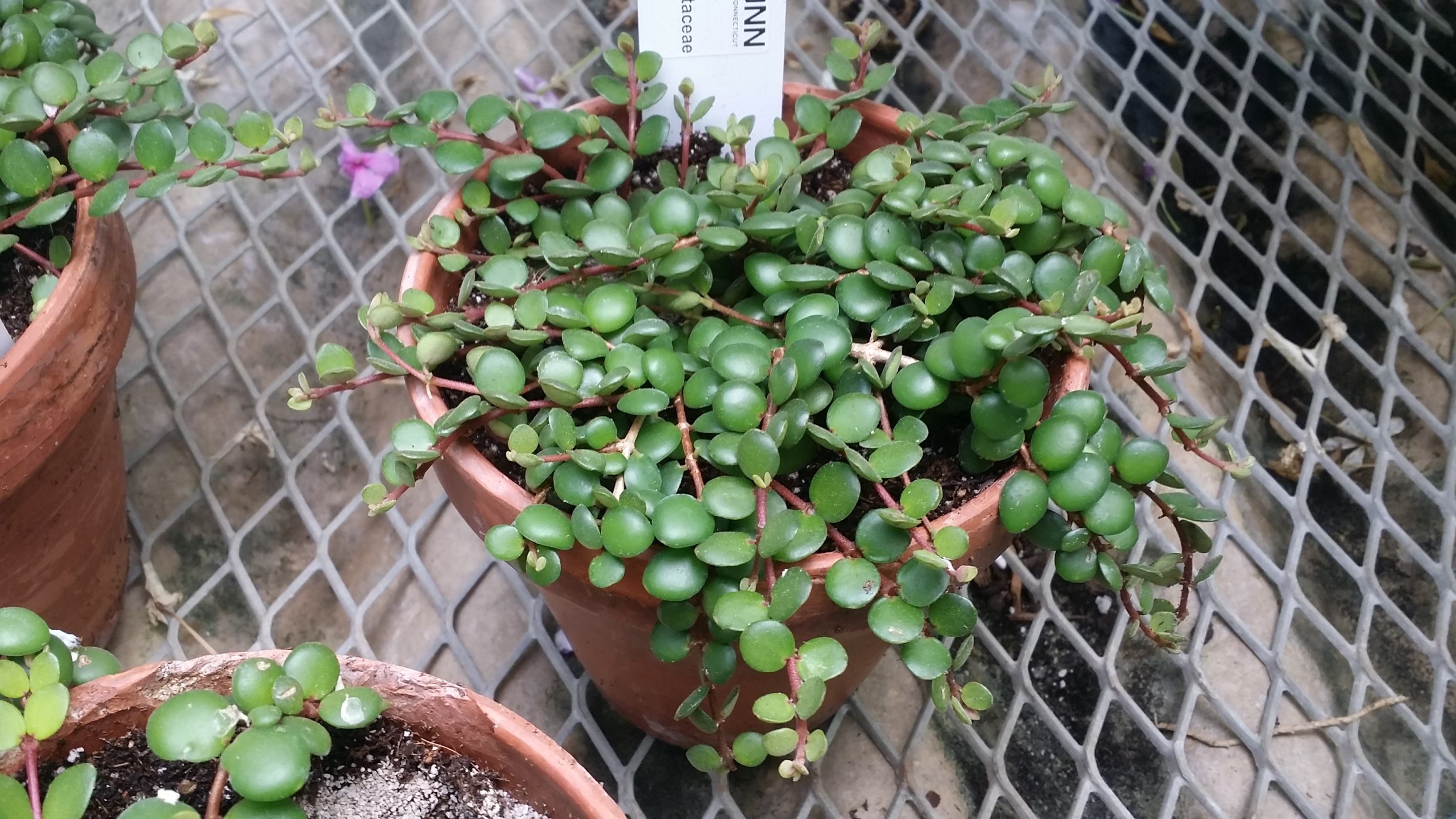 Medinilla sedifolia